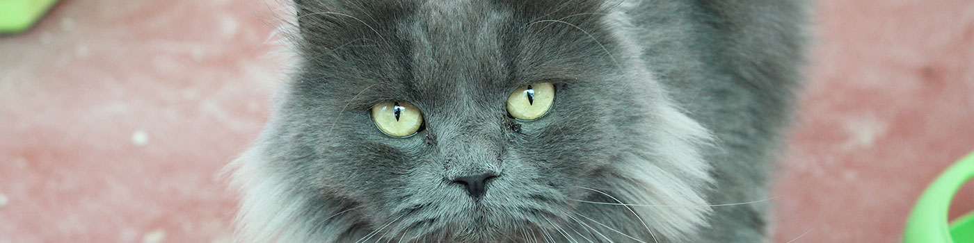 cat-banner - euro dog mijas