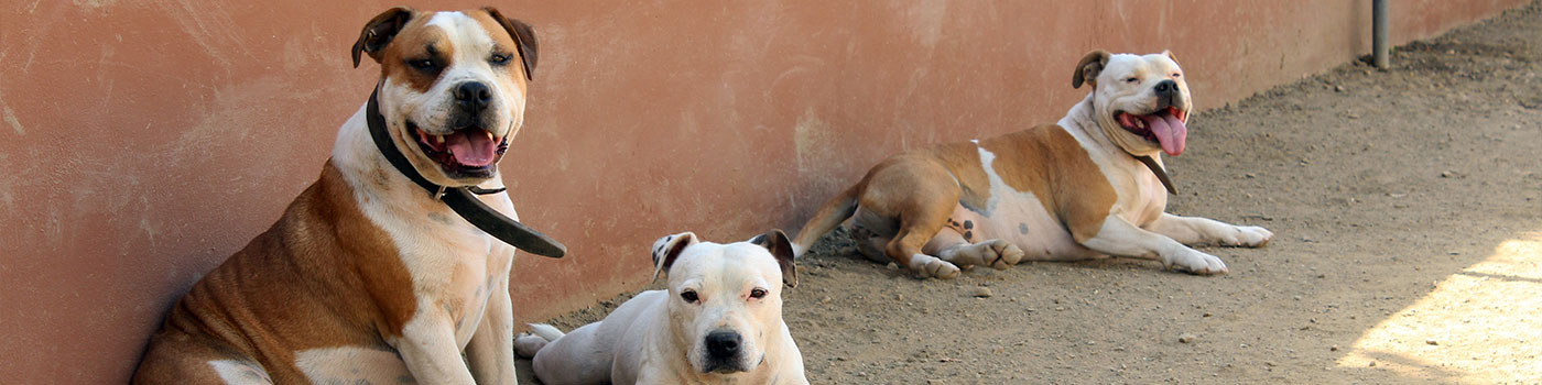 dog-banner - euro dog